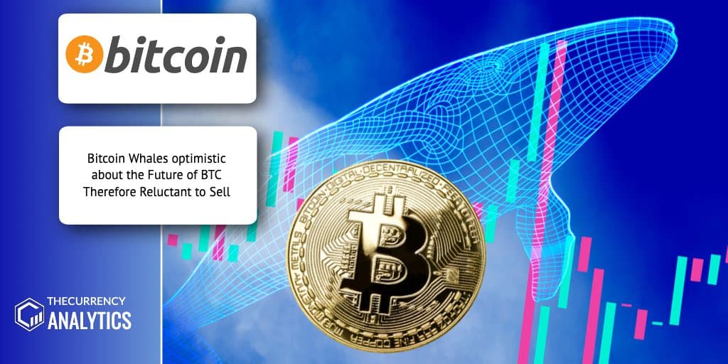 Bitcoin Whales BTC