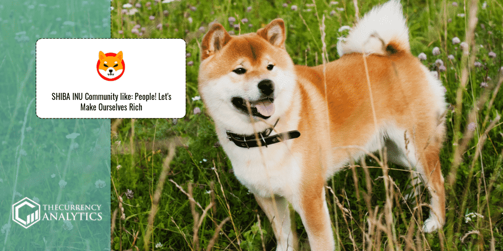 shiba Inu