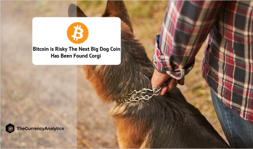 Bitcoin is Risky The Next Big Dog Coin Has Been Found Corgi