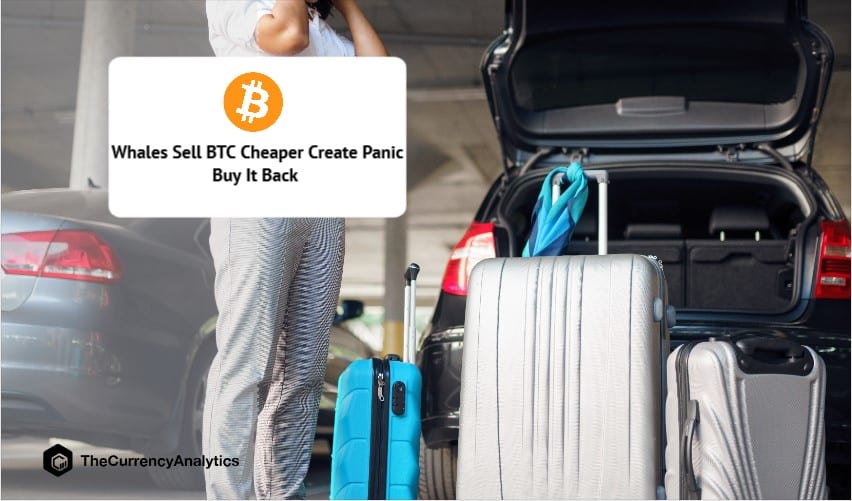 Whales Sell BTC Cheaper Create Panic Buy It Back
