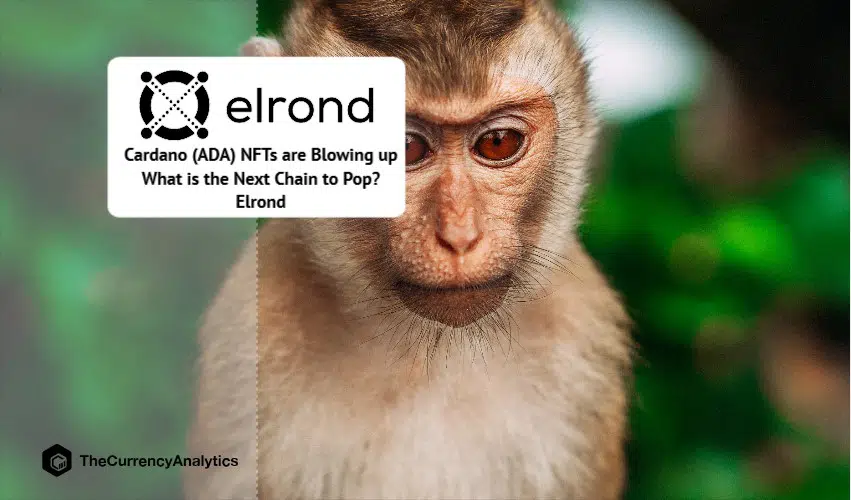 Cardano (ADA) NFTs are Blowing up What is the Next Chain to Pop Elrond