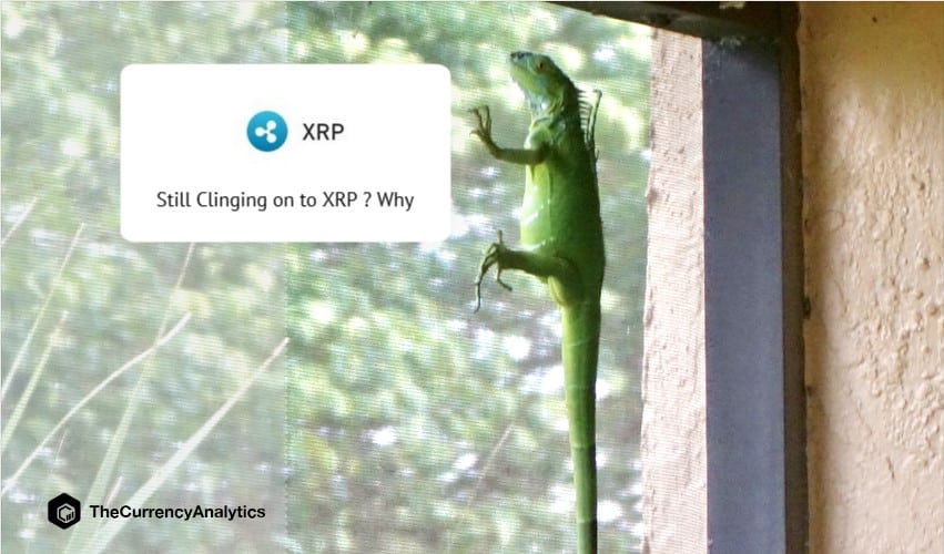 Still Clinging on to XRP Why