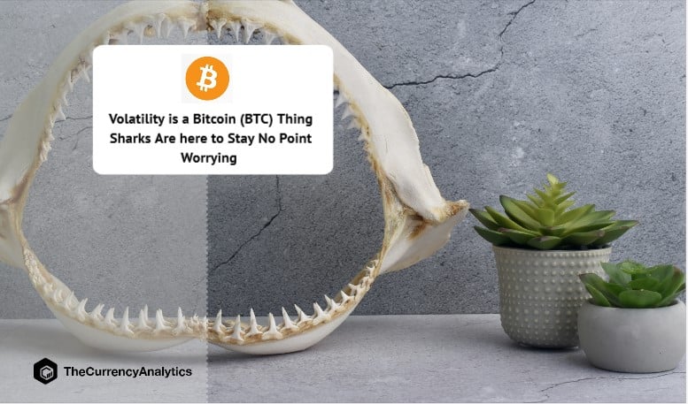 Volatility is a Bitcoin (BTC) Thing Sharks Are here to Stay No Point Worrying