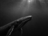 XRP Whales Load Up Near $0.90 as Analysts Eye $3 Recovery